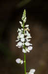 Whorled milkwort